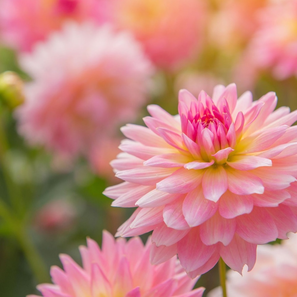 Meet your Posher, Sophie